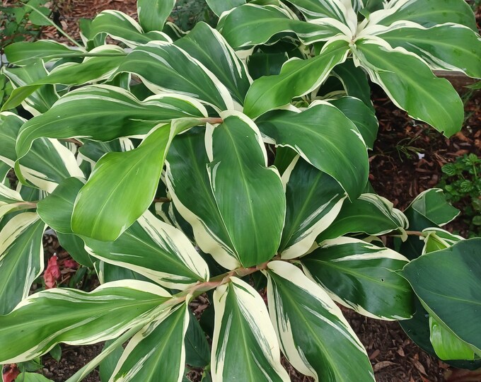 Variegated Shampoo Ginger Pinecone Ginger Darcyi Etsy