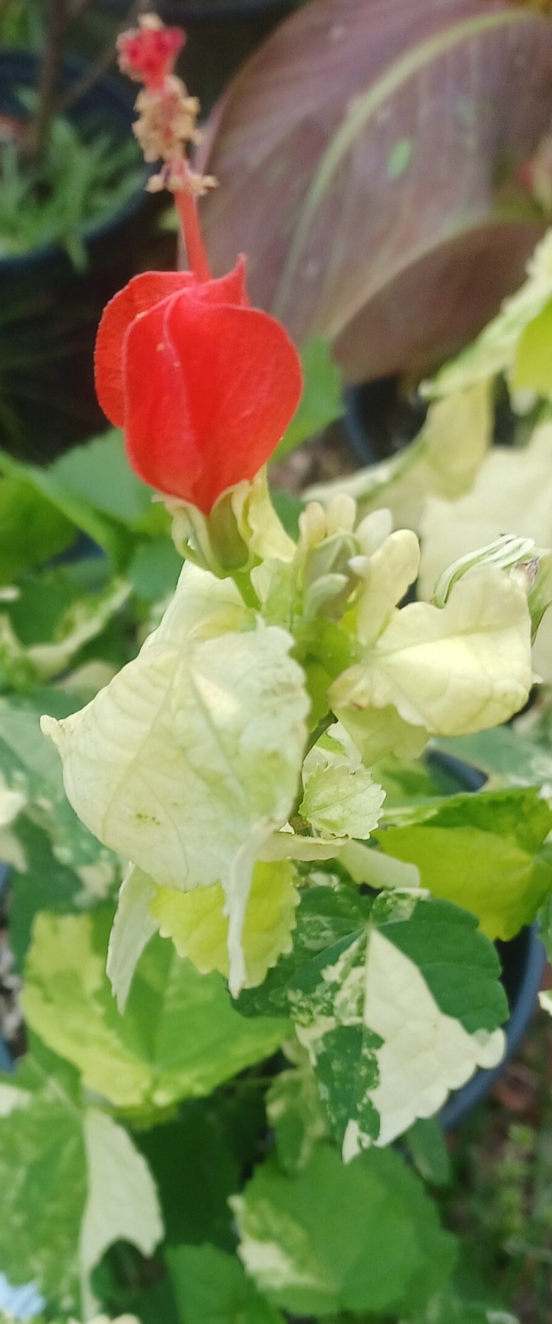 Variegated Turk's Cap Hibiscus - Etsy