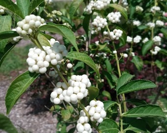 White Beauty Berry Callicarpa