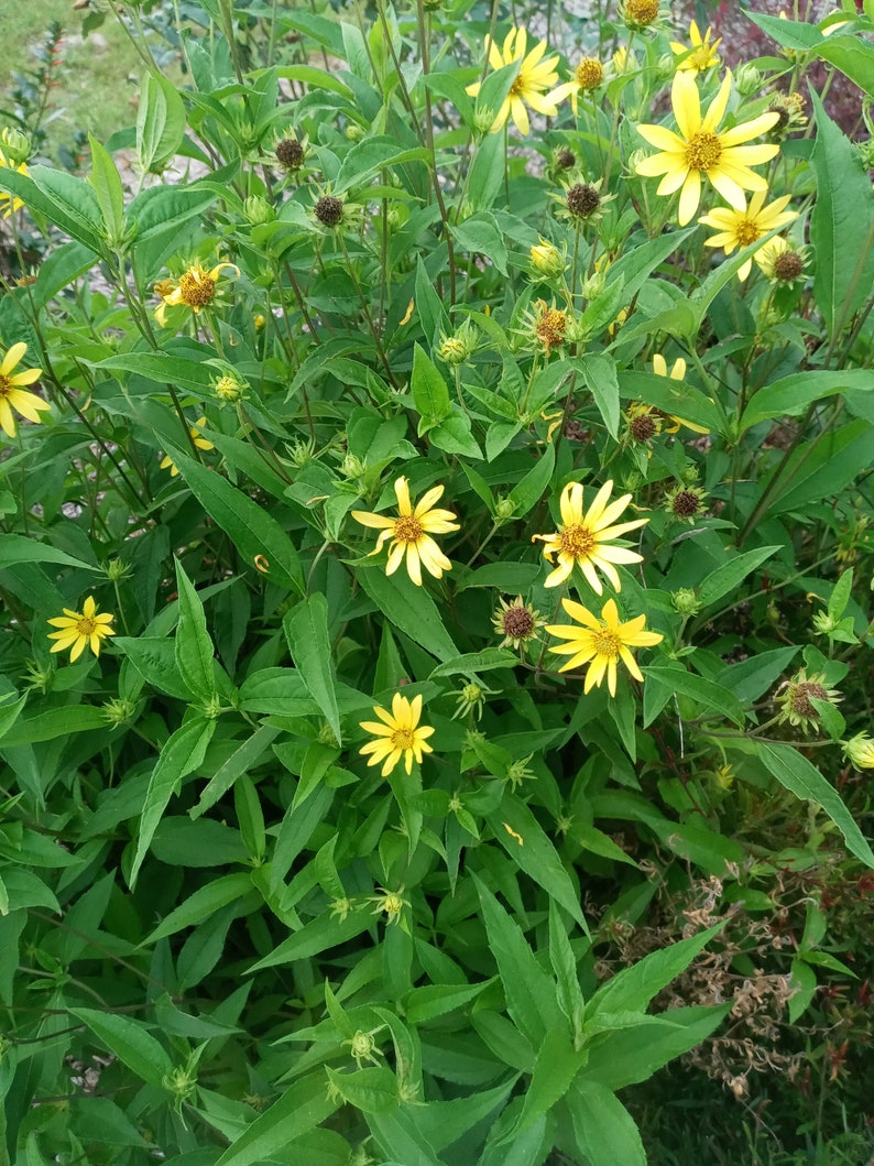 Live plant Lemon Queen Helianthus image 4