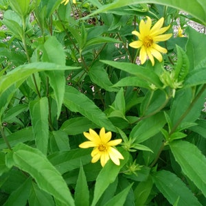 Live plant Lemon Queen Helianthus image 3