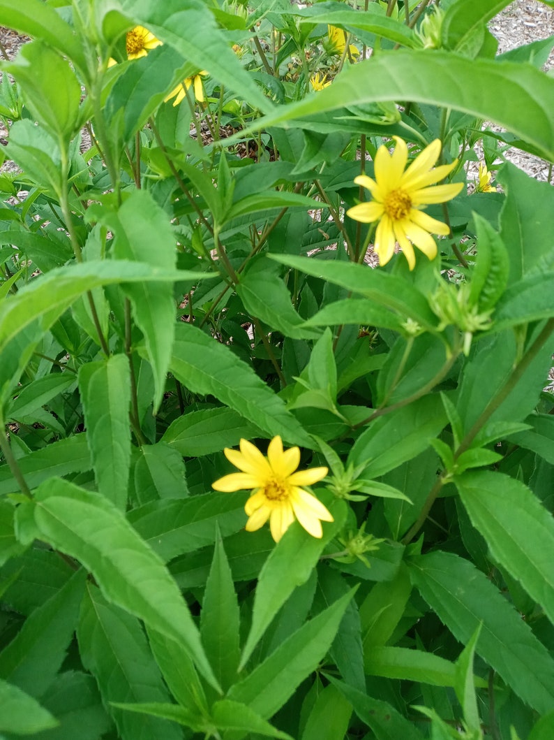 Live plant Lemon Queen Helianthus image 3