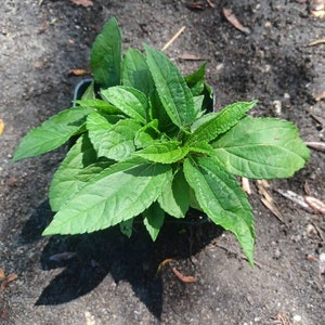 Live plant Lemon Queen Helianthus image 7