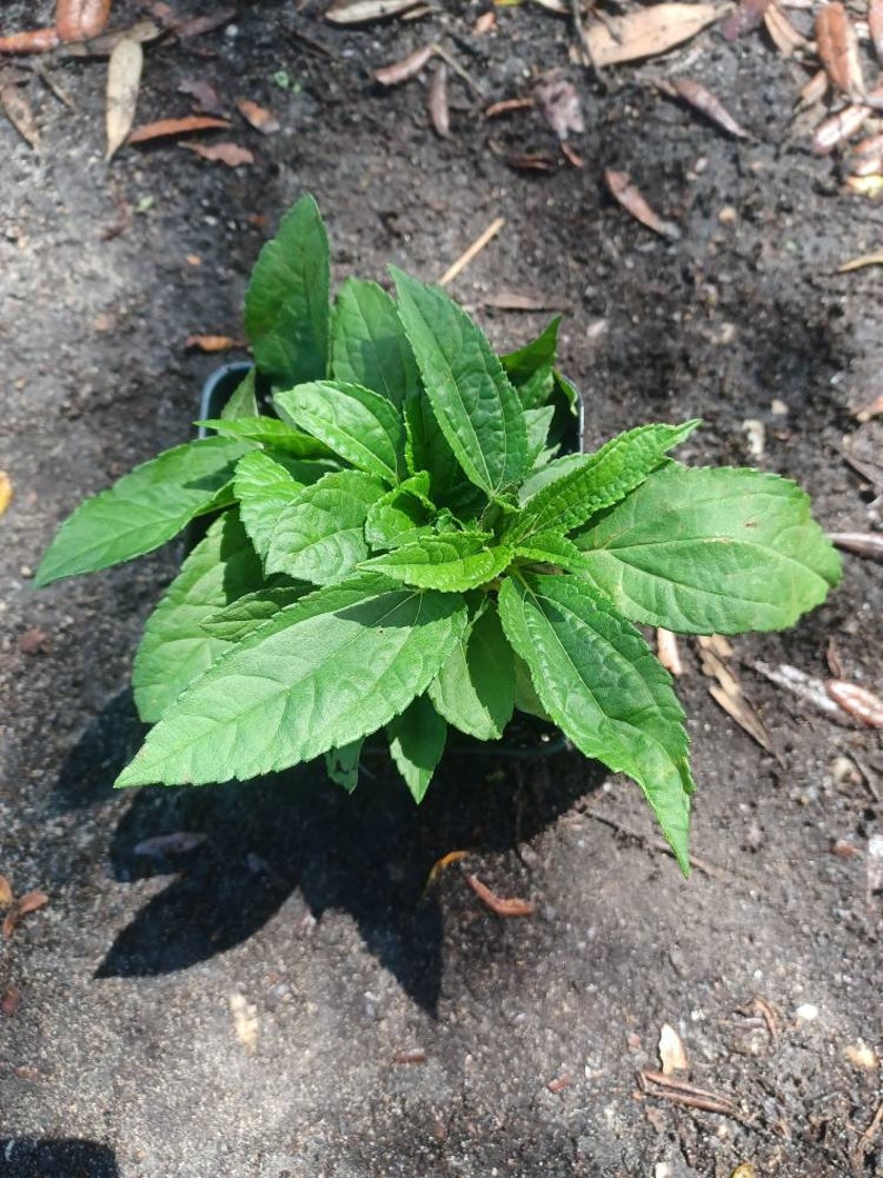 Live plant Lemon Queen Helianthus image 7