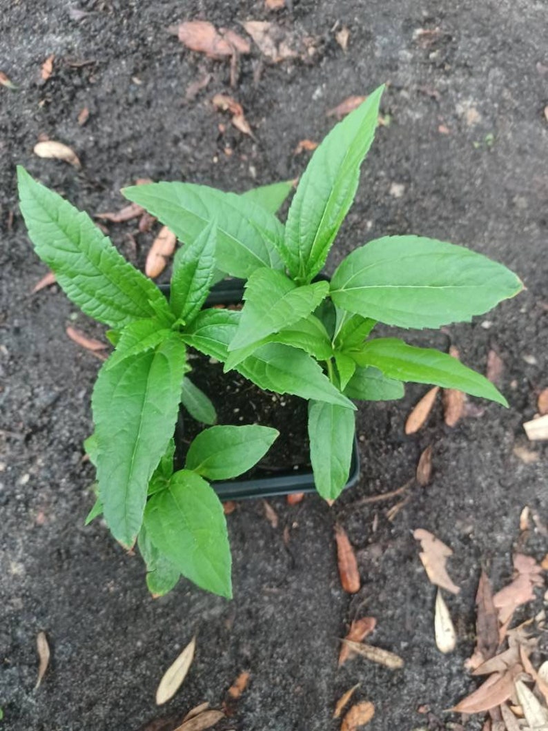 Live plant Lemon Queen Helianthus image 5