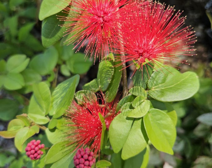 Dwarf Powderpuff Tree/bush - Etsy