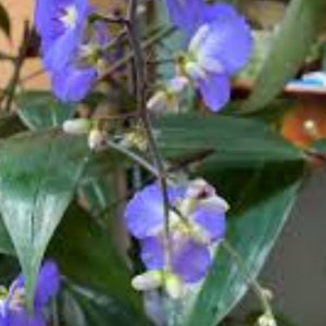 May include: Close-up of a flowering plant with vibrant blue flowers and green leaves. The flowers have a delicate, layered appearance with a yellow center. The plant's stems are dark, and the leaves are a deep green.