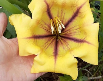 Variegated Chalice Vine