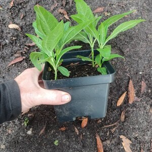 Live plant Lemon Queen Helianthus image 6
