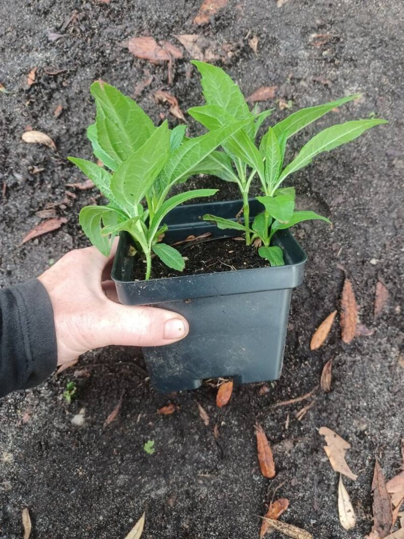 Live plant Lemon Queen Helianthus image 6