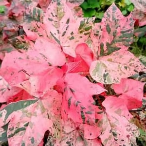 Variegated Red Cotton - 10 + seeds