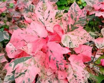 Variegated Red Cotton - 10 + seeds