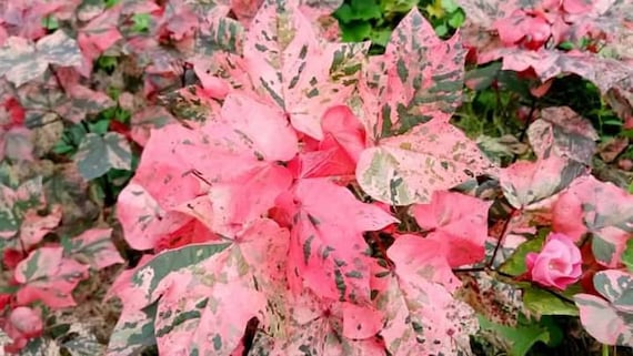 Variegated Red Cotton 10 Seeds - Etsy Norway
