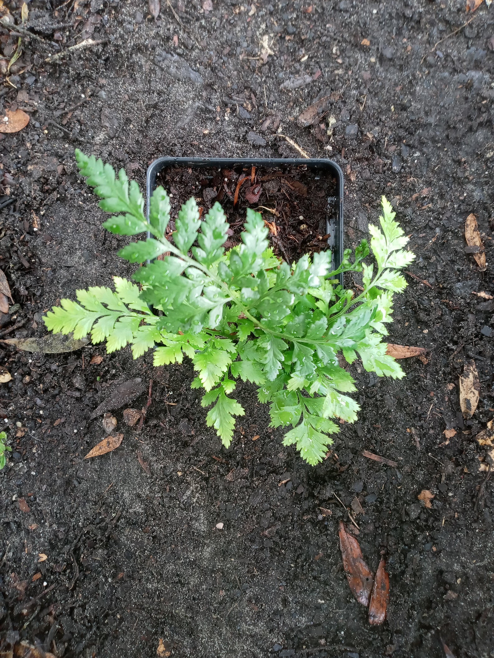 Leatherleaf Fern LIVE Plant Etsy