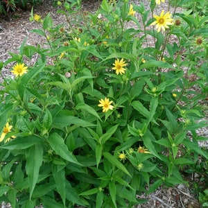 Live plant Lemon Queen Helianthus image 2