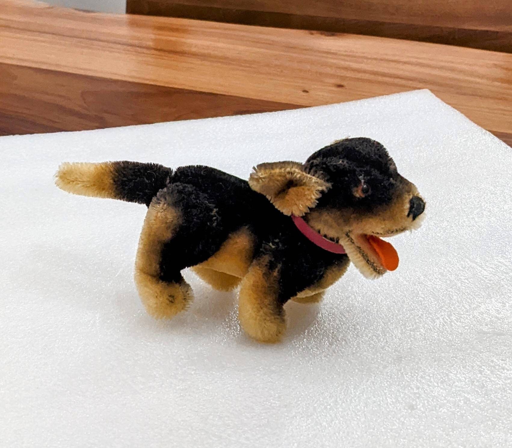 How Much Does A Glass Eye For A Dog Cost