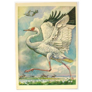 Pássaro, Cartão postal, Grou branco siberiano, Fauna selvagem, Ilustração, Gorbatov, Cartão postal não utilizado, Cartão postal vintage soviético, URSS, 1979, década de 1970