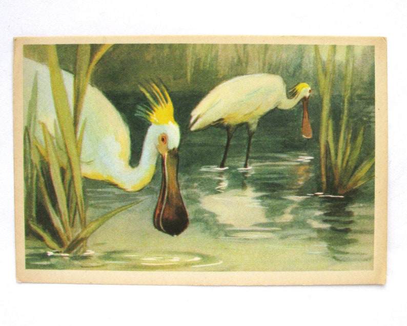 1968 Unused Postcard Bird Russian USSR Illustration by Aristov Soviet Vintage Postcard Spoonbill