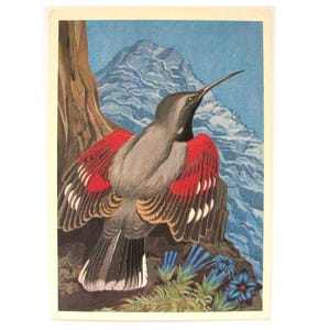 Pássaro, Cartão postal, Trepadeira-de-parede, Fauna selvagem, Ilustração, Egorov, Cartão postal não utilizado, Cartão postal soviético vintage, URSS, 1984, década de 1980