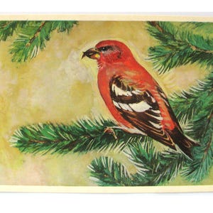 Uccello, cartolina, crociere, fauna selvatica, illustrazione, Albova, cartolina inutilizzata, cartolina d'epoca sovietica, URSS, 1979, anni '70