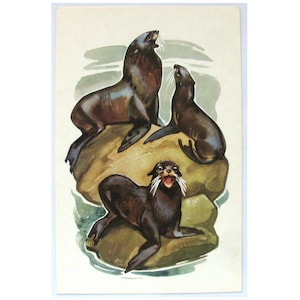 Fur seal, Unused Postcard, Animal, Illustration, Winter, Fauna, Soviet Vintage Postcard, Alexeev, 1972, made in USSR, 1970s