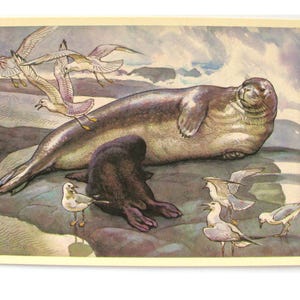 Selo, Cartão postal, Animal, Fauna selvagem, Ilustração, Gorbatov, Cartão postal não utilizado, Cartão postal vintage soviético, URSS, 1979, década de 1970