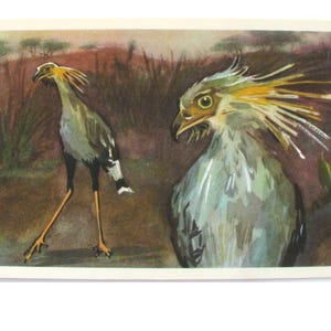 Secretarybird, Ilustracja Aristova, Ptak, Nieużywana pocztówka, Radziecka stara pocztówka, ZSRR, Rosja, 1968