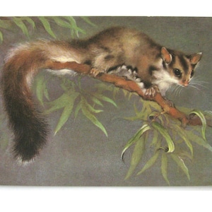 Esquilo voador, animal, cartão postal não utilizado, ilustração, fauna, cartão postal soviético vintage, ilustração, Isakov, 1982, feito na URSS, década de 1980
