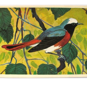 Uccello, Cartolina, Codirosso, Fauna selvatica, Illustrazione, Albova, Cartolina inutilizzata, Cartolina d'epoca sovietica, URSS, 1979, anni '70