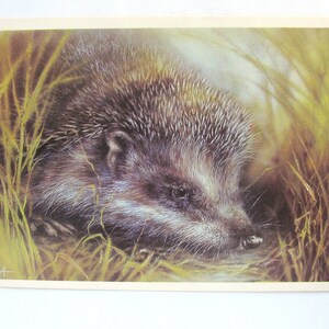 Riccio, Animale, Cartolina inutilizzata, Illustrazione, Fauna, Cartolina d'epoca sovietica, Illustrazione, Isakov, 1989, realizzata in URSS, anni '80