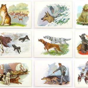 Chien, race, ensemble de 9 cartes postales, illustration, Aristov, carte postale inutilisée, carte postale vintage soviétique, fabriquée en URSS, 1972, années 1970