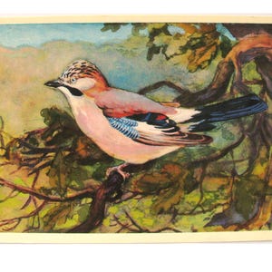 Uccello, Cartolina, Ghiandaia, Fauna selvatica, Illustrazione, Albova, Cartolina inutilizzata, Cartolina d'epoca sovietica, URSS, 1979, anni '70