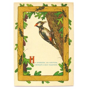 Pica-pau, cartão postal russo não utilizado, animal, enigma, cartão postal soviético antigo, ilustração, Dudnikov, URSS, 1962, década de 1960
