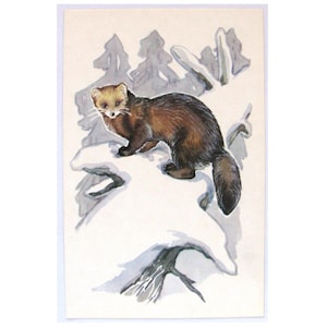 Sable, cartolina inutilizzata, animale, illustrazione, inverno, fauna, cartolina d'epoca sovietica, Alexeev, 1972, realizzata in URSS, anni '70
