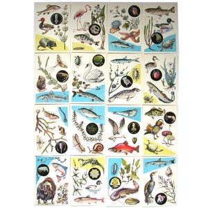 In mare, set di 16 cartoline sovietiche inutilizzate, animali, fauna, pesci, insetti, russo, illustrazione, Vorontsova, URSS, 1985