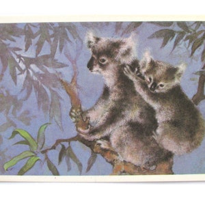Coala, Animale, Cartolina inutilizzata, Illustrazione, Fauna, Cartolina d'epoca sovietica, Illustrazione, Isakov, 1982, realizzata in URSS, anni '80
