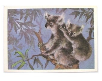 Coala, Animal, Unused Postcard, Illustration, Fauna, Soviet Vintage Postcard, Illustration, Isakov, 1982, made in USSR, 1980s