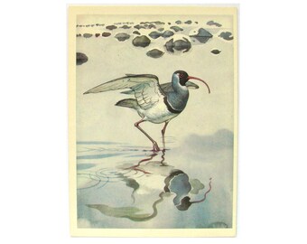 Bird, Postcard, Ibisbill, Wild Fauna, Illustration, Gorbatov, Unused Postcard, Soviet Vintage Postcard, USSR, 1979, 1970s