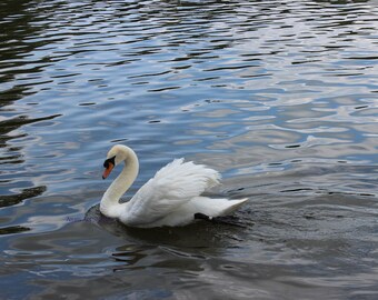 Original Photo White Swan Lake, Victoria Stratford Ontario Canada, Inspirational Photo, Nature Bird Art Wall Decor, Home Decor, Wall Hanging