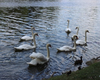 White Swans Party, Victoria Lake Stratford Ontario Canada, Birds Swans Nature Photography Lake Landscape, Wall Home Decor, Wall Hanging