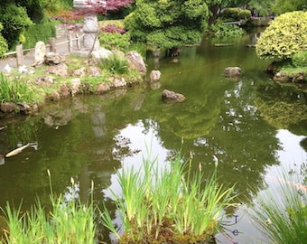 Japanese Garden Koi Fish Pond Photo Landscape San Francisco California Stress Relief, Meditation Wellbeing Gift Home Decor for Nature Lovers