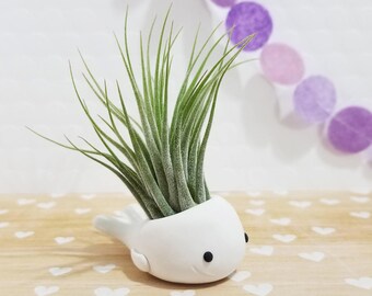 Whale Air Plant, Whale Planter, White Whale Gift, Desk Accessory, Modern Planter, Air Plant Gift, Gift for Him, Thank you Gift, Ocean Decor