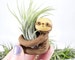 Sloth Air Plant Holder, Mothers Day, Small Sloth Planter, Gift for Mom, Small Air Planter, Desk Accessory, Gift for Her, Small Gift
