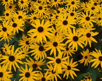 Black Eyed Susan Flowers - Print