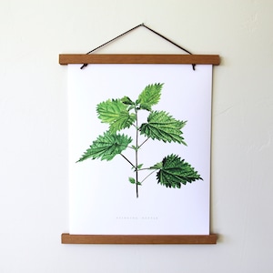 Stinging Nettle Botanical Art Print- Watercolor Botanical Illustration, Foraging Herbalism Art, Wild Harvested, Botanical Print