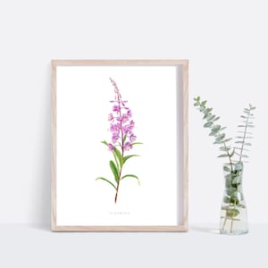 May include: A framed print of a watercolor illustration of a pink fireweed flower with green leaves. The print is on white paper and has the word "Fireweed" printed below the flower.