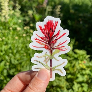 May include: A sticker featuring a watercolor illustration of a vibrant red and green Indian paintbrush flower. The sticker has a white border and is held against a blurred green background.