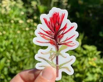 May include: A sticker featuring a watercolor illustration of a vibrant red and green Indian paintbrush flower. The sticker has a white border and is held against a blurred green background.