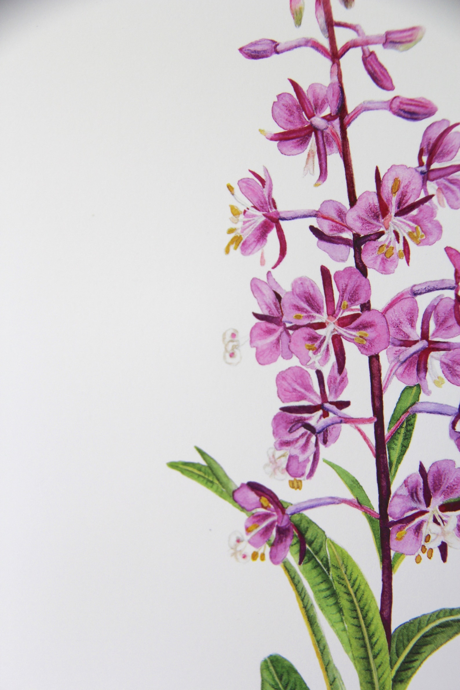 Fireweed Art Print Watercolor Fireweed Fireweed Botanical - Etsy