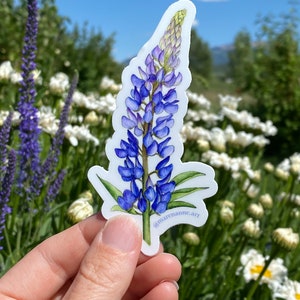 May include: A sticker featuring a watercolor illustration of a blue and purple lupine flower. The flower has green leaves and a white background. The sticker is held in front of a background of flowers and a blue sky. The artist's name, @marenanne.art, is printed on the sticker.